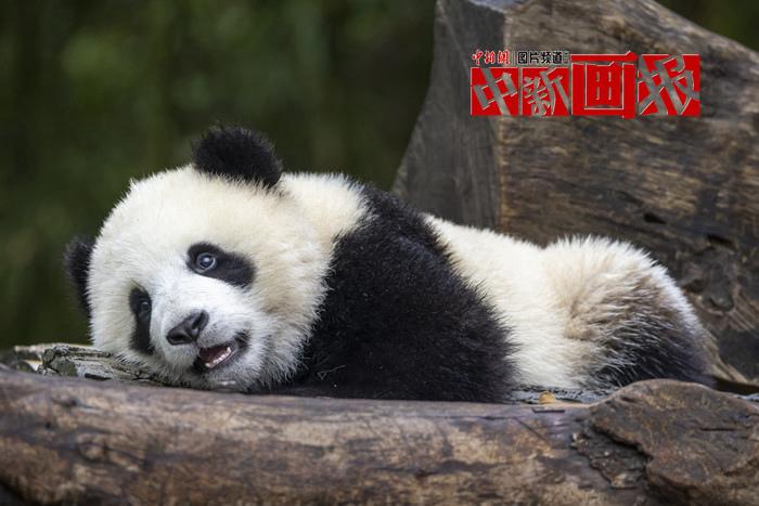 被“圆滚滚”萌晕了！