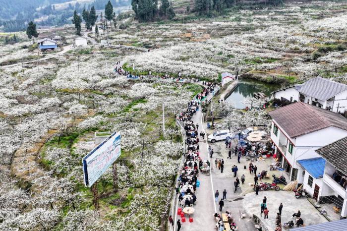 四川宣汉：长龙坝坝宴摆进万亩李花海