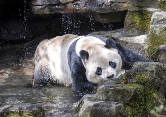 大熊猫享受春日暖阳