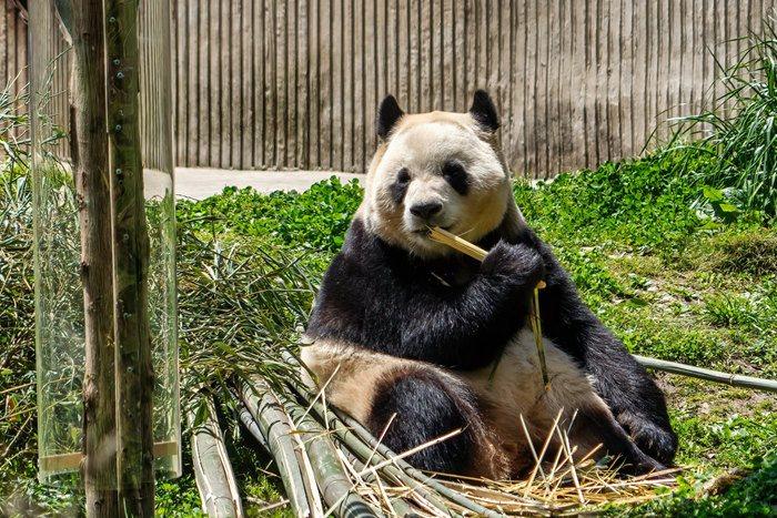 大熊猫“福宝”大口吃笋 萌趣十足