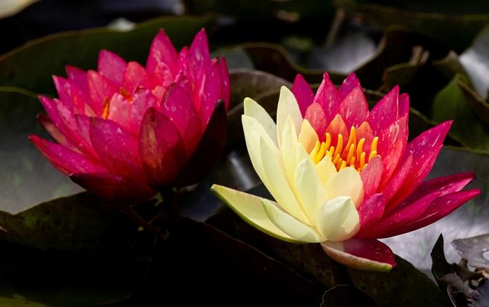 好运“莲莲”！安徽淮北双色睡莲惊艳绽放