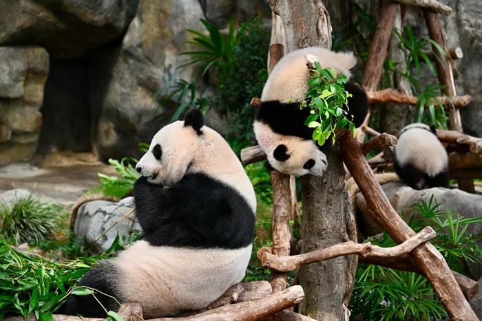 香港海洋公园为大熊猫搬新居迎宾客