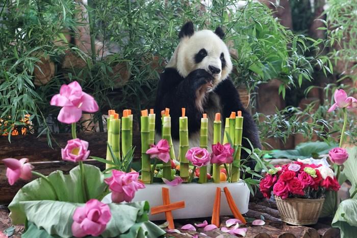 济南动物园为大熊猫华奥庆祝18岁生日