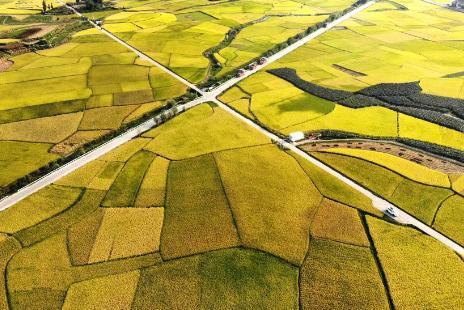 贵州安顺：稻谷飘香 “丰”景如画