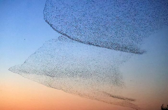 黄河口现“鸟浪”景观