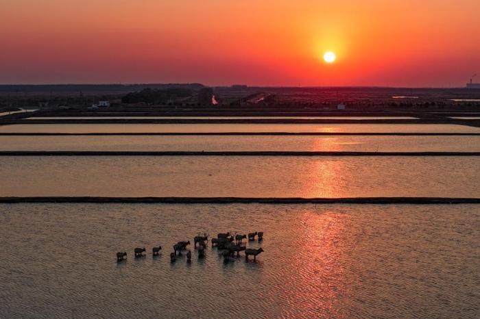 麋鹿成群“绘就”黄海之滨生态长卷