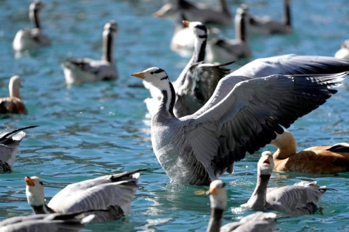 冬日拉萨候鸟“集结”越冬