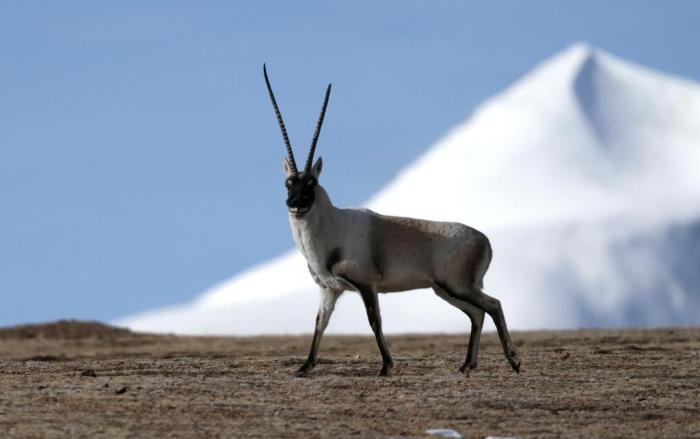 冬日藏北高原藏羚羊自由驰骋