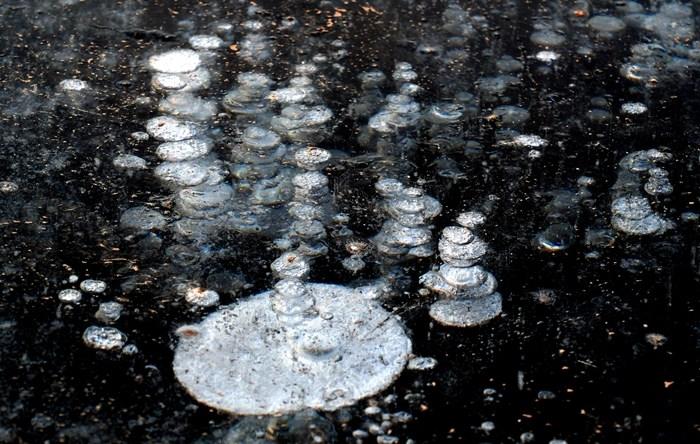 辽宁沈阳：东陵荷花湖出现“冰泡”奇观