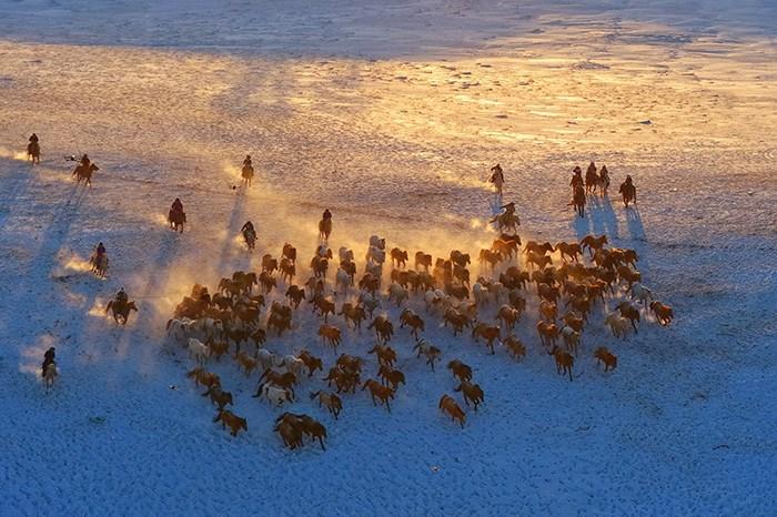 冬日内蒙古乌兰布统草原上演“万马奔腾”