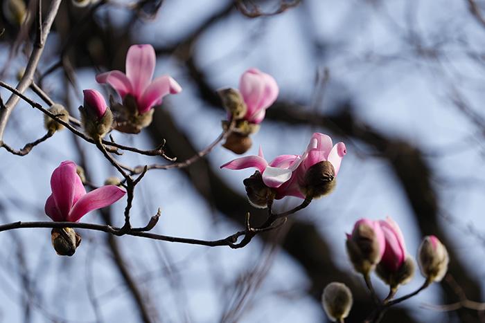 世界唯一的一株400余岁古旱莲提前“探春”