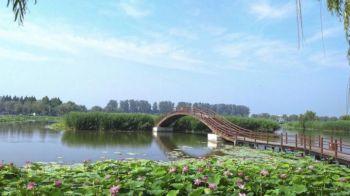 江山如此多娇丨荷开十里，不如泛舟白洋淀，和你……