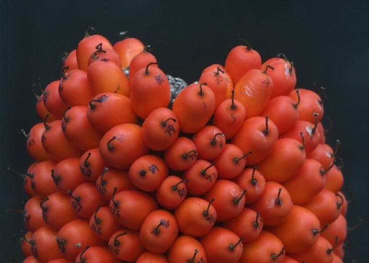 巨魔芋结实，速围观