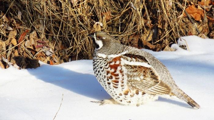 -30℃！花尾榛鸡勇敢做客“中国冷极”