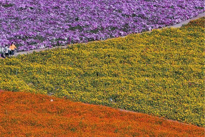 美！江苏淮安白马湖畔色彩缤纷秋意浓
