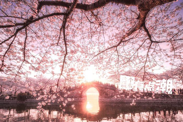 无锡：群“?！避鲚?邂逅春日浪漫“?！痹?