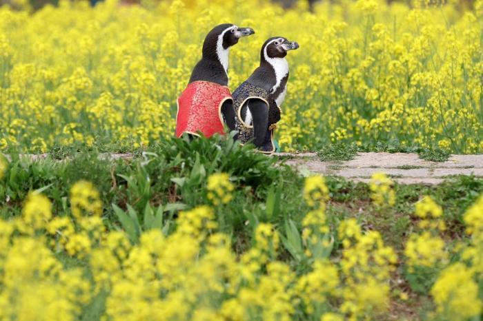 惬意！南京海底世界洪氏环企鹅户外踏青“享”春光