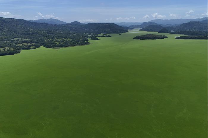 萨尔瓦多苏奇托托：苏奇特兰湖被大薸覆盖